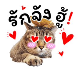 ลายที่ 49