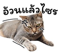 โชคดี แมวแหลงใต้ รูปที่ 26