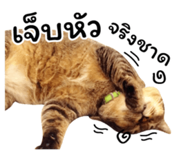 โชคดี แมวแหลงใต้ รูปที่ 27
