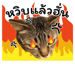 โชคดี แมวแหลงใต้ รูปที่ 29