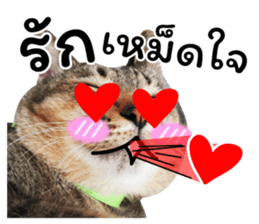 โชคดี แมวแหลงใต้ รูปที่ 30