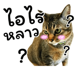 โชคดี แมวแหลงใต้ รูปที่ 31