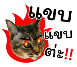 โชคดี แมวแหลงใต้ รูปที่ 32