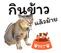 โชคดี แมวแหลงใต้ รูปที่ 33
