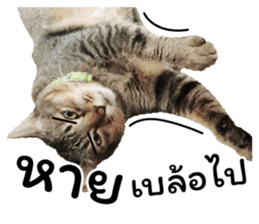 โชคดี แมวแหลงใต้ รูปที่ 34