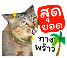 ลายที่ 69