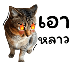 โชคดี แมวแหลงใต้ รูปที่ 36