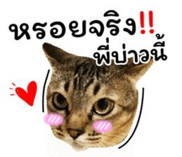 โชคดี แมวแหลงใต้ รูปที่ 37