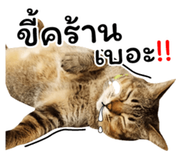 โชคดี แมวแหลงใต้ รูปที่ 38
