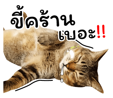 ลายที่ 38