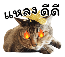 โชคดี แมวแหลงใต้ รูปที่ 39