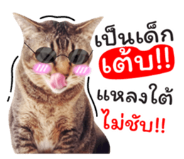 โชคดี แมวแหลงใต้ รูปที่ 40