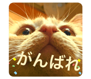 300684442
