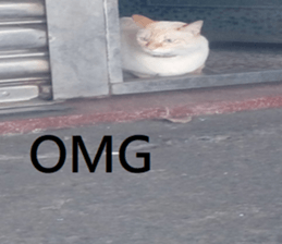 300738329