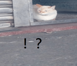 300738332