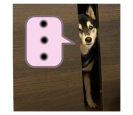 302825954