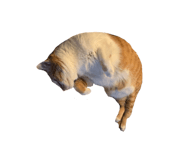 303070010