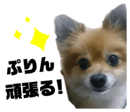 303080127