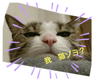 303103265