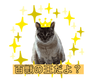 303314374