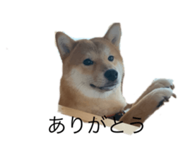 303400860