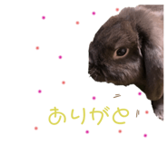 303505425