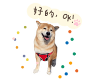 304727005