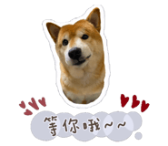 304727008