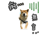 304727012