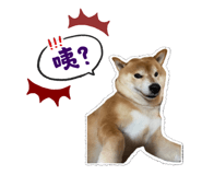 304727020
