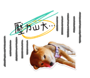 304727028