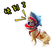 304727035
