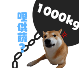 305186946