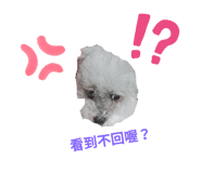 305304677