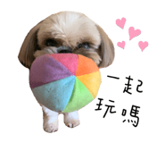 305494167