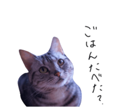 305836241