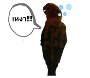 305919493
