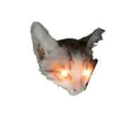 306465220