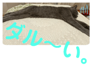 306666725