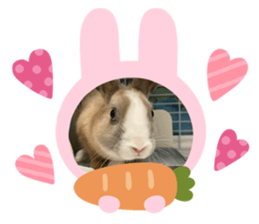 306674052