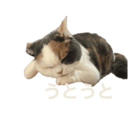 307354330