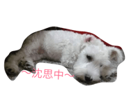 30755560