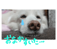 307699694