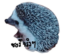 30785570