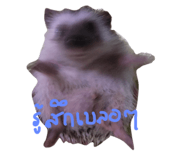 30785581