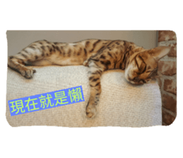 30804380