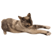308217898