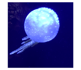 309400480