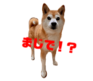 309817713