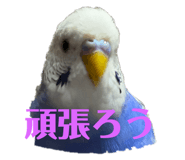 310415810